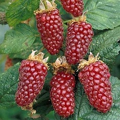 Ежемалина 'Тайберри'